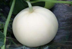 吃梨瓜过敏吗,食用安全指南