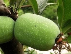 海棠吃瓜吃到自己,一瓜成瘾，自创瓜谱