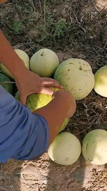 吃瓜还是吃籽,一场关于吃瓜与品籽的味蕾盛宴