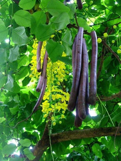 便秘吃茄瓜,轻松告别便秘困扰