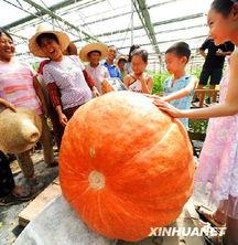 江苏泰州欺凌吃瓜,欺凌吃瓜背后的真相与反思