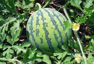 吃瓜嫌辣,揭秘辣味美食的独特魅力与挑战