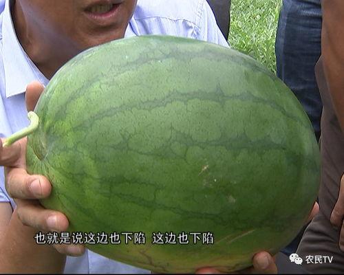 西瓜农吃瓜,西瓜农的甜蜜收获与美味分享