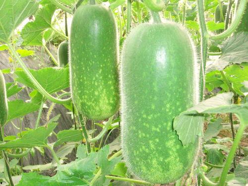 377681194吃瓜,吃瓜群众的狂欢盛宴