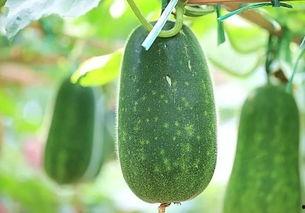 吃热的瓜,热辣瓜果盛宴来袭！