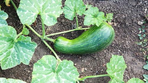 瓠瓜秋天吃有毒吗,揭秘瓠瓜秋季食用之谜”