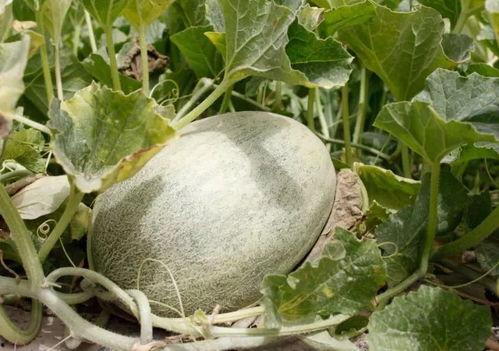 华工材料吃瓜,一场别开生面的‘吃瓜盛宴”