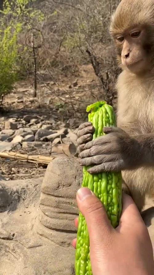 猴子吃瓜台词,揭秘猴界笑料横生的欢乐时光