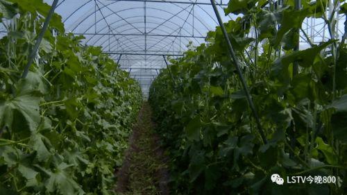 最近西昌吃瓜事件