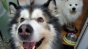 小狗吃白瓜,探索白瓜的诱惑