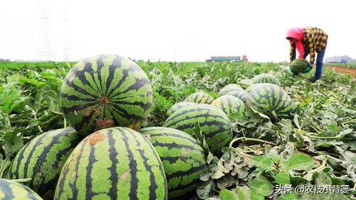 绞瓜苦可以吃么,揭秘其食用之谜